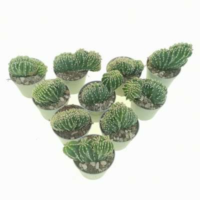 Marginatocereus marginatus f. crestata 10 pcs. - Giromagi