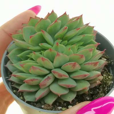 Echeveria 'Ramillette' f. crestata