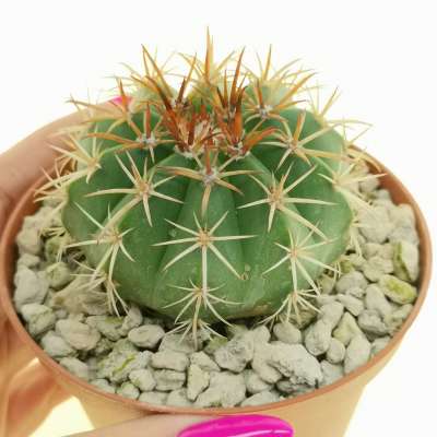 Melocactus concinnus - Giromagi