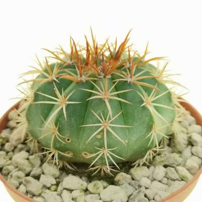 Melocactus concinnus - Giromagi