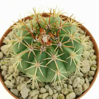 Melocactus concinnus - Giromagi