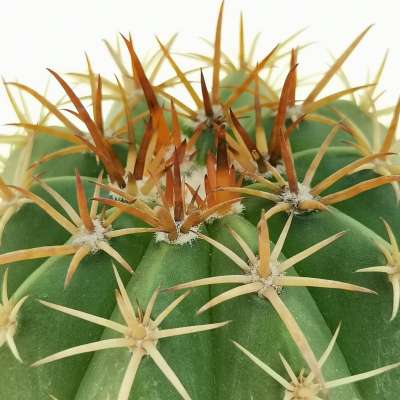 Melocactus concinnus - Giromagi