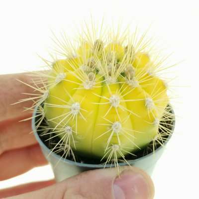 Gymnocalycium chacoense f. variegata