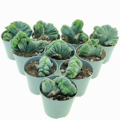 Trichocereus bridgesii mostruoso crestato 10 pcs.