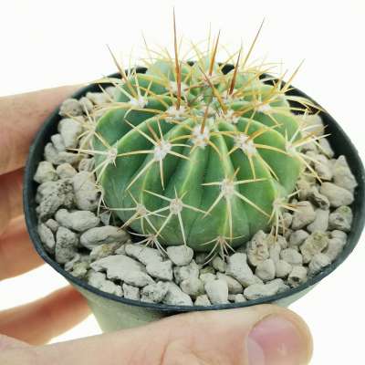 Melocactus maxonii