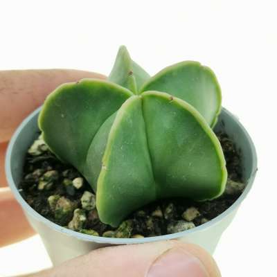 Astrophytum myriostigma var. nudum