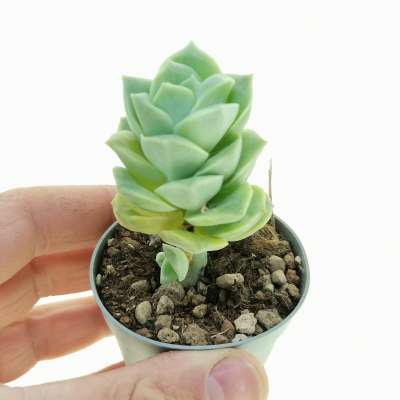 Echeveria 'Lovely Rose'