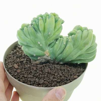 Myrtillocactus geometrizans f. crestata
