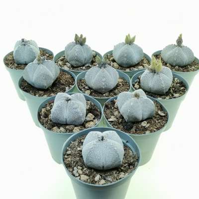 Astrophytum myriostigma cv. Onzuka var. quadricostatum 10 pcs.