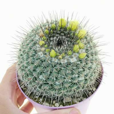 Mammillaria lindsayi
