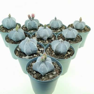 Astrophytum myriostigma cv. Onzuka 10 pcs.