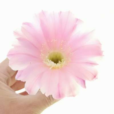 Echinopsis hybrid cv. Banana Custard