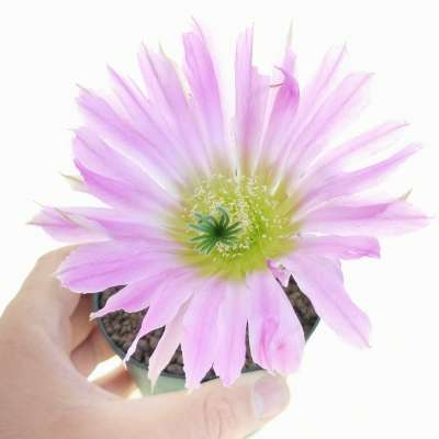 Echinocereus reichenbachii subs. fitchii