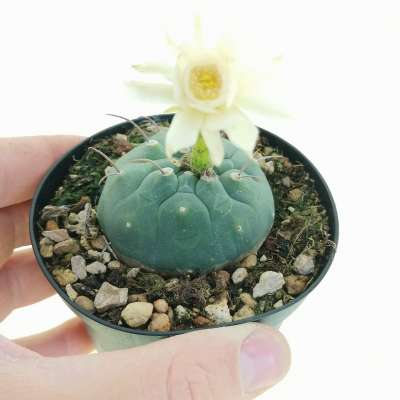 Matucana madisoniorum f. albiflora