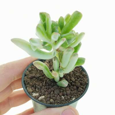 Crassula cv. Gollum f. variegata