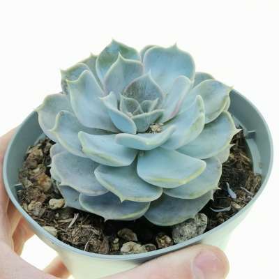 Echeveria lilacina