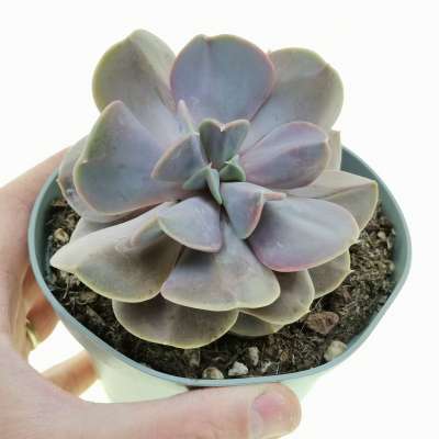Echeveria 'Serena'