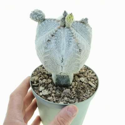 Astrophytum myriostigma cv. Onzuka f. columnare V-type