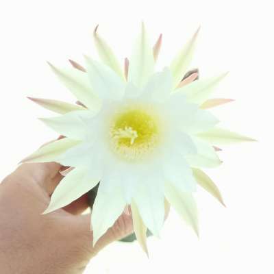 Echinopsis subdenudata