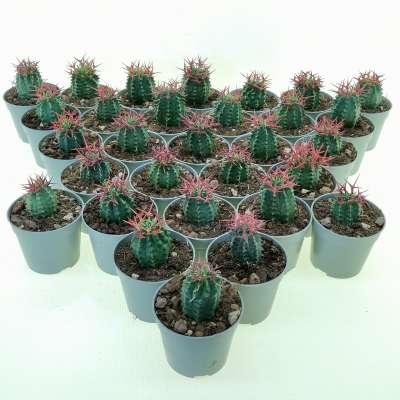 Euphorbia stellispina (Red thorn) 30 pcs