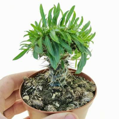 Pachypodium lamerei f. crestata