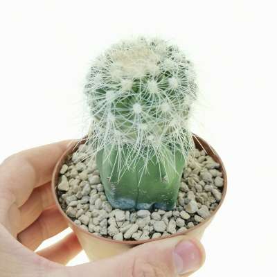 Copiapoa krainziana var. scopulina