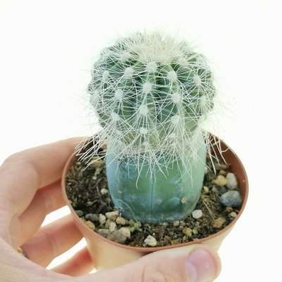 Copiapoa krainziana var. scopulina