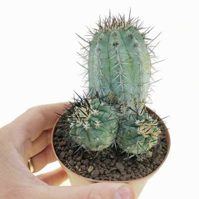 Copiapoa lembeckei var. magnifica (Rare plant)