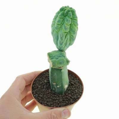 Myrtillocactus geometrizans cv. 'Glorp'
