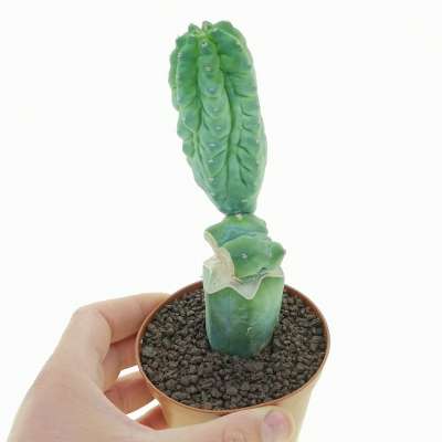 Myrtillocactus geometrizans cv. 'Glorp'