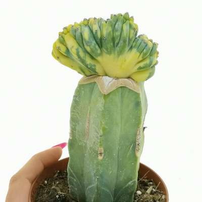 Myrtillocactus geometrizans f. crestata variegata