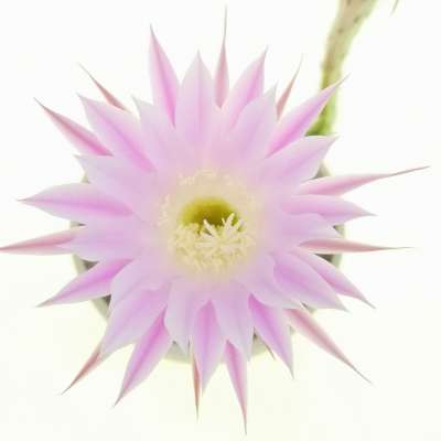 Echinopsis hybrid cv. Princess Anne
