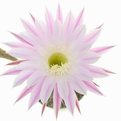 Echinopsis hybrid cv. Princess Anne