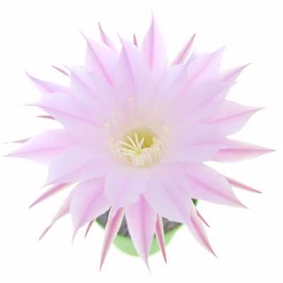 Echinopsis hybrid cv. Princess Anne