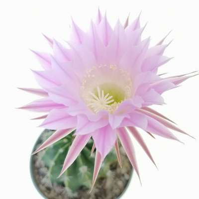 Echinopsis hybrid cv. Princess Anne