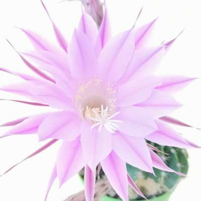Echinopsis hybrid cv. Princess Anne
