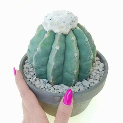 Melocactus maxonii f. inermis