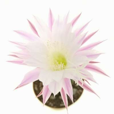 Echinopsis hybrid cv. Elegant Lady