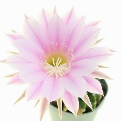 Echinopsis hybrid cv. Eroica
