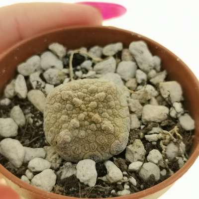 Pseudolithos cubiformis