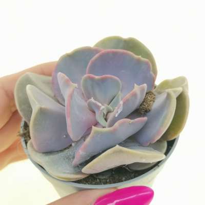 Echeveria 'Serena'