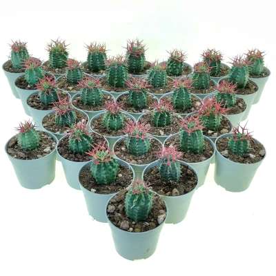 Euphorbia stellispina (Red thorn) 30 pcs