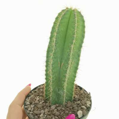 Myrtillocactus schenckii