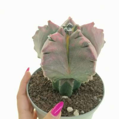 Astrophytum myriostigma cv. Kikko f. variegata