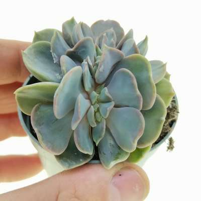 Echeveria 'Serena' f. crestata