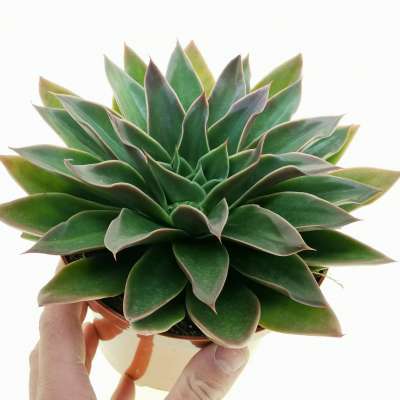 Echeveria 'Mexicano'