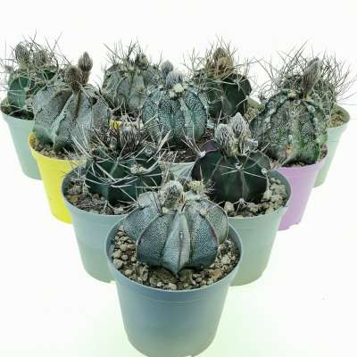 Astrophytum capricorne 10 pcs