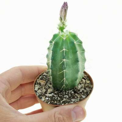 Echinocereus parkeri