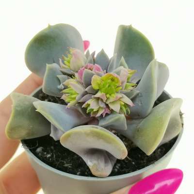 Echeveria 'Valkyrie'