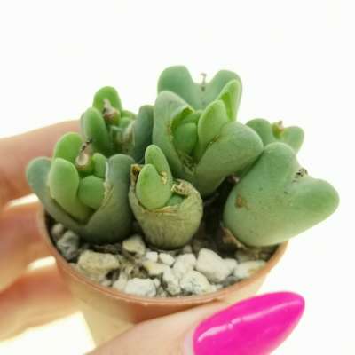 Conophytum frutescens